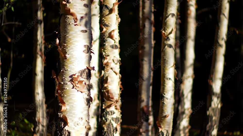 Birch tree trunks in a forest