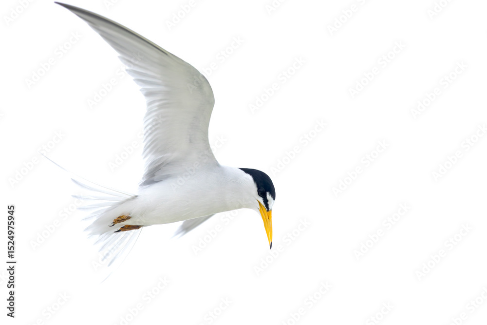 Fototapeta premium least tern (Sternula antillarum) in flight.