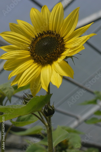 closeup bright large sunflower (Helianthus annuus) blooming in the greenhouse in summer