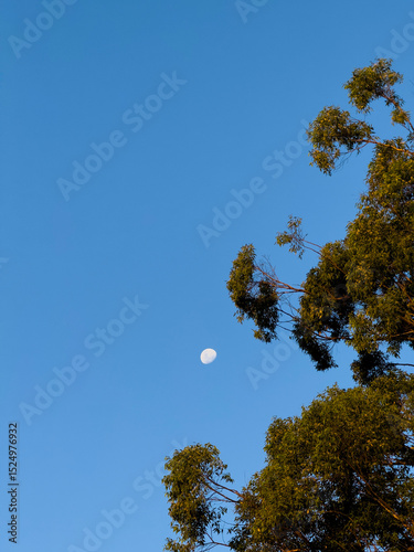Moon with Gum trees, Sunshine Coast, Queensland, Australia