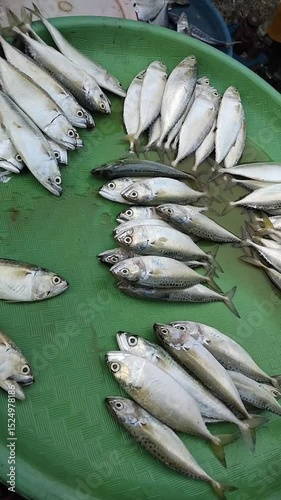 mackerel fish on the market