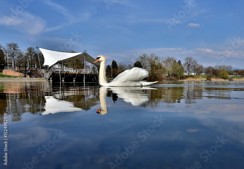 Schwan spiegelt sich im Flückigersee in Freiburg