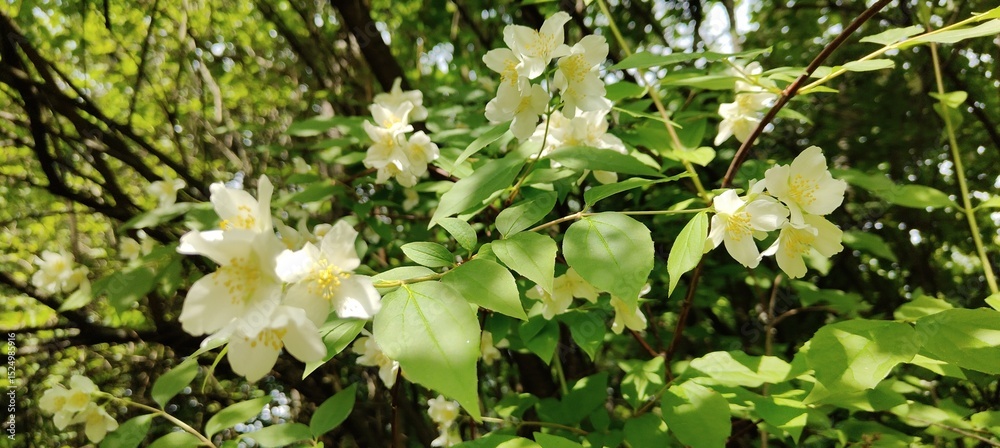 Naklejka premium white flowers in the garden