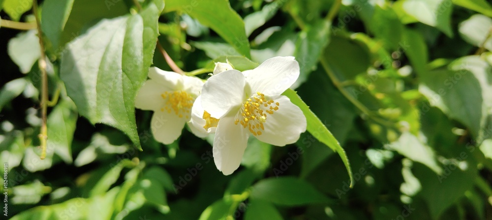 beautiful botanical shot, natural wallpaper beautiful botanical shot, natural wallpaper