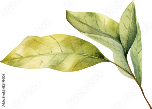 Watercolor painted bay leaf. Hand drawn fresh food design element isolated on white background.