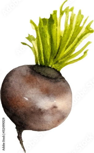 Watercolor painted beet. Hand drawn fresh food design element isolated on white background.