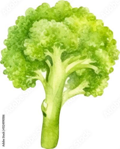 Watercolor painted broccoli. Hand drawn fresh food design element isolated on white background.