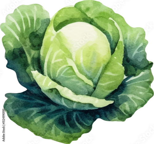 Watercolor painted cabbage. Hand drawn fresh food design element isolated on white background.