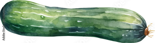 Watercolor painted cucumber. Hand drawn fresh food design element isolated on white background.