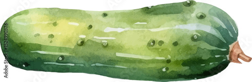 Watercolor painted cucumber. Hand drawn fresh food design element isolated on white background.