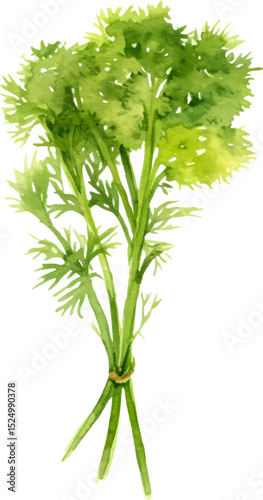Watercolor painted dill. Hand drawn fresh food design element isolated on white background.