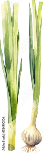 Watercolor painted scallion. Hand drawn fresh food design element isolated on white background.