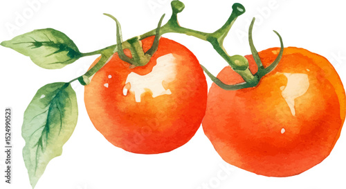 Watercolor painted tomato cherry. Hand drawn fresh food design element isolated on white background.