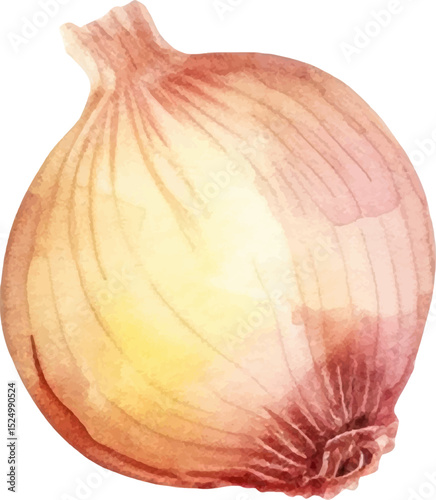 Watercolor painted onion. Hand drawn fresh food design element isolated on white background.