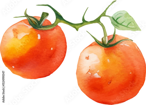 Watercolor painted tomato cherry. Hand drawn fresh food design element isolated on white background.