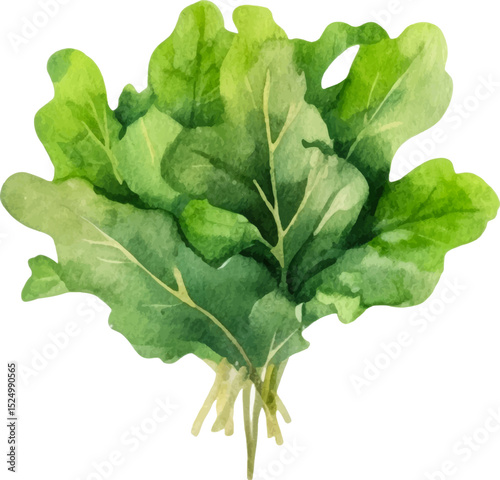 Watercolor painted salad. Hand drawn fresh food design element isolated on white background.