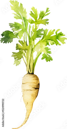 Watercolor painted parsnip. Hand drawn fresh food design element isolated on white background.