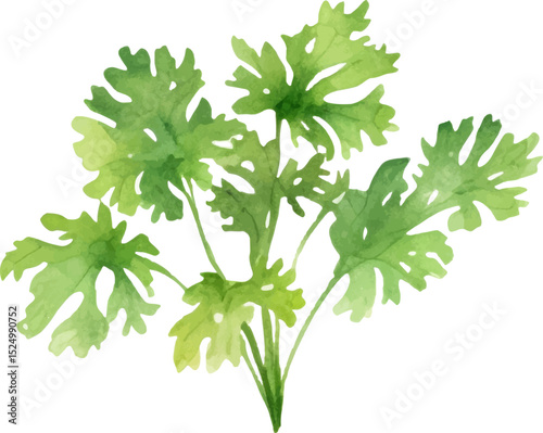 Watercolor painted parsley. Hand drawn fresh food design element isolated on white background.