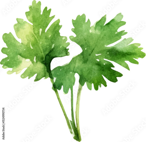 Watercolor painted parsley. Hand drawn fresh food design element isolated on white background.