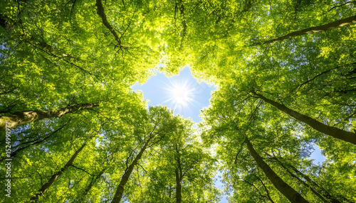 forest canopy with the sun and bright green leaves in the sunshine. Tall beech trees