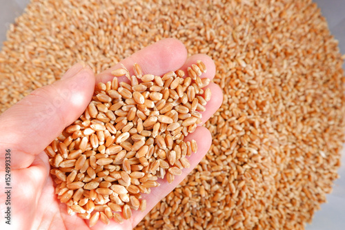 A handful of wheat in the hands of an agronomist farmer against a grain background. Harvesting.The concept of agriculture, grain import and export, wholesale trade.Animal feed.