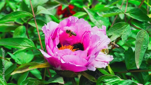 A beautiful pink peony flower with bees, showcasing the beauty of nature's blooms.