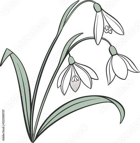 Snowdrop flower vector illustration. Snowdrops on white background. 