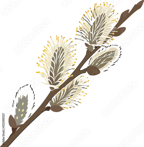 Branch of willow, willow branch isolated on white background