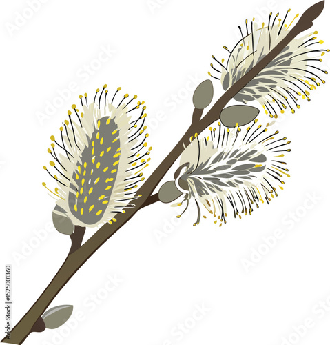 Willow branch isolated on white background