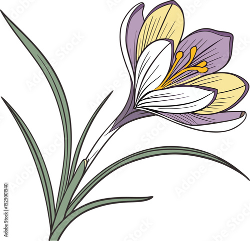 vector illustration of a flower, Isolated Crocuses. vector. icon.