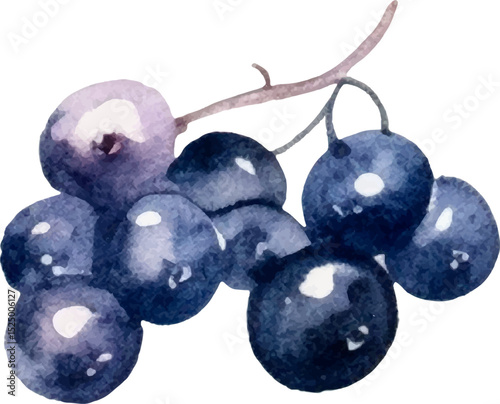 Watercolor painted currant berry. Hand drawn fresh food design element isolated on white background.