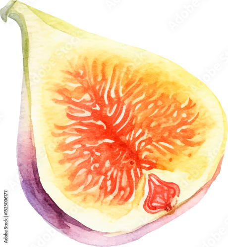 Watercolor painted fig fruit. Hand drawn fresh food design element isolated on white background.