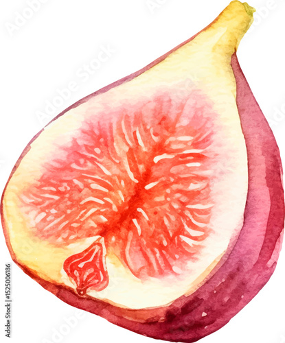 Watercolor painted fig fruit. Hand drawn fresh food design element isolated on white background.