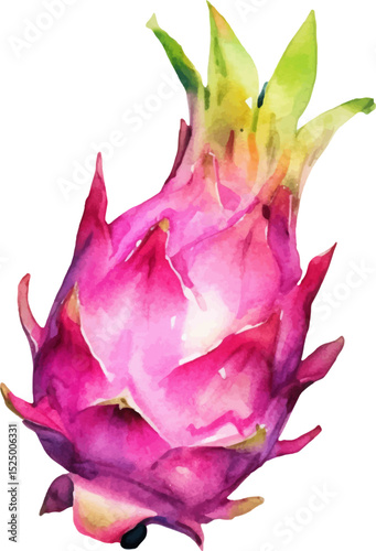 Watercolor painted dragon fruit. Hand drawn fresh food design element isolated on white background.