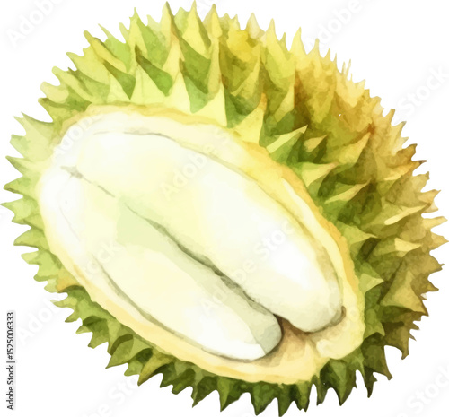 Watercolor painted durian fruit. Hand drawn fresh food design element isolated on white background.