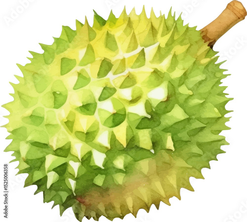 Watercolor painted durian fruit. Hand drawn fresh food design element isolated on white background.