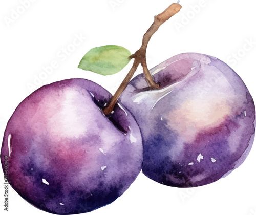 Watercolor painted plum fruit. Hand drawn fresh food design element isolated on white background.