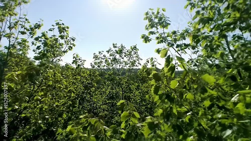 Wallpaper Mural Lush green foliage under a clear blue sky Torontodigital.ca