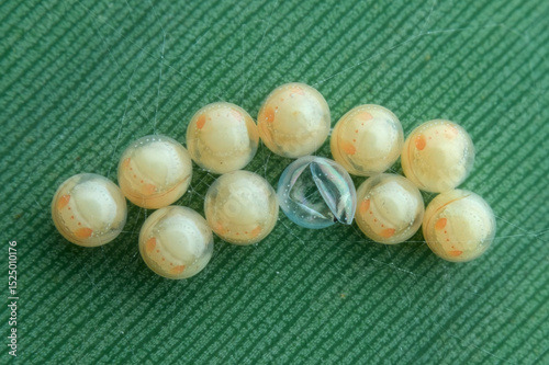 Early stages of wasp egg on the banana leaf