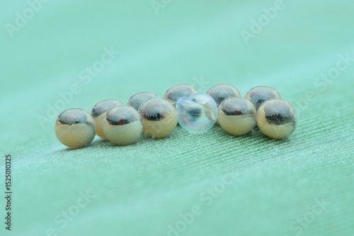 second phase of wasp eggs on banana leaves seen from the side