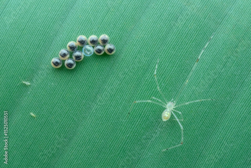 Comb footed spider and small wasp eggs on the banana leaf