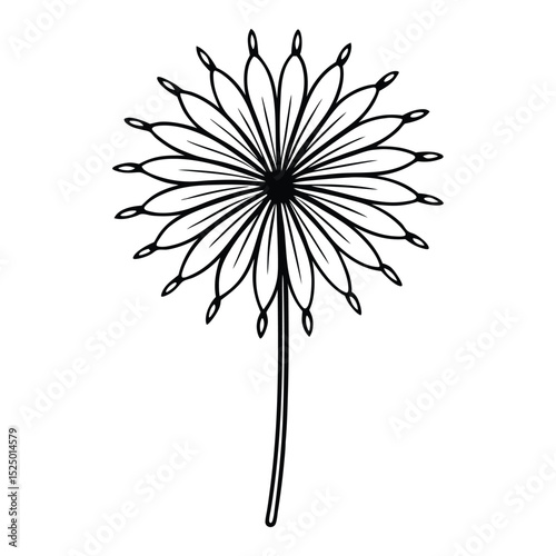 Stages closing flower dandelion, isolated. Gradual folding of petals of plant Vector 