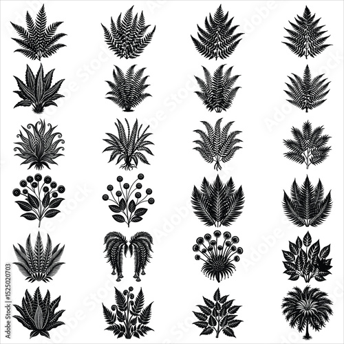 Fern Leaves