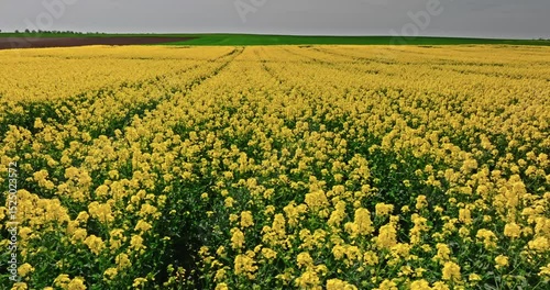 Blooming rape flowers and tractor tracks in countryside in Poland