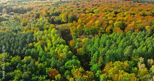 Top down view of autumn rainforest forest in Poland.