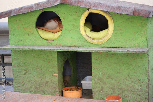 Cats relaxing in a colorful outdoor shelter during the day