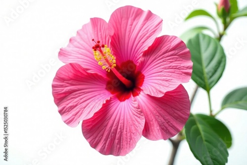 Vibrant pink hibiscus, lush petals, isolated on white, tropical flower, isolated object