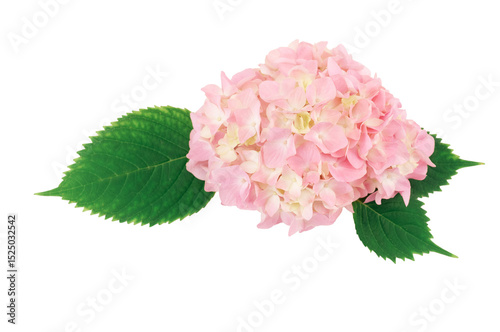 primo piano di fiore di ortensia, Hydrangea di colore rosa verde isolata su sfondo bianco o trasparente