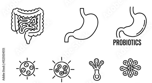 Understanding the Gut Microbiome Probiotics, Digestive System, and Gut Health