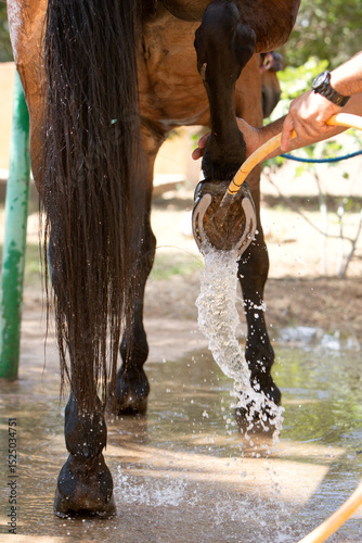 vertical photo of the horse hoof washing process. The topic of animal husbandry, care and veterinary medicine	
